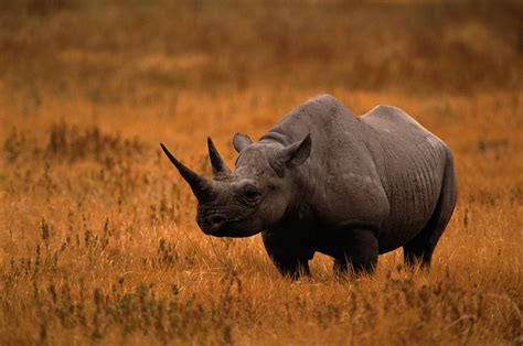 rhino adalah